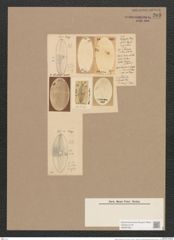 Navicula nitescens Rs. (de-Toni-Nr.: Genus 1, Species 301) Zeichnungen Sammlung Grunow Nr. 705 (NHMW-BOT-W0367083)